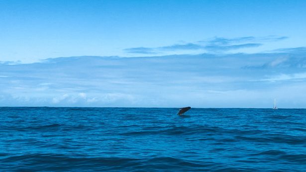 a humpback whale breeching!