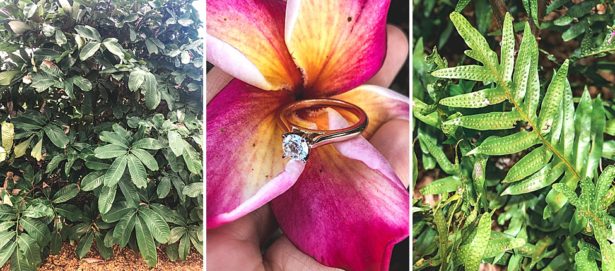 My new engagement ring on a beautiful pink and yellow Hawaii flower and some Kauai foliage